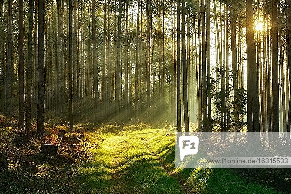 Forest path through pine forest in the morning light  sun shines through fog  near Paulinzella  Thuringia  Germany  Europe