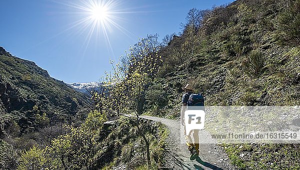 Wanderer auf Wanderweg Vereda de la Estrella  hinten Sierra Nevada mit Gipfel Mulhacén und La Alcazaba  schneebedeckte Berge bei Granada  Andalusien  Spanien  Europa
