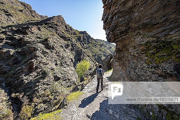 Hiker on hiking trail Vereda de la Estrella  Sierra Nevada  mountains near Granada  Andalusia  Spain  Europe