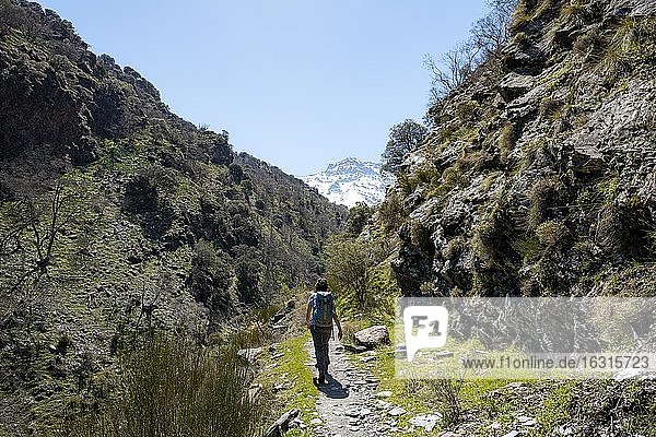 Wanderin auf einem Wanderweg  Wanderweg Vereda de la Estrella  hinten Sierra Nevada mit Gipfel Pico Alcazaba  schneebedeckte Berge bei Granada  Andalusien  Spanien  Europa