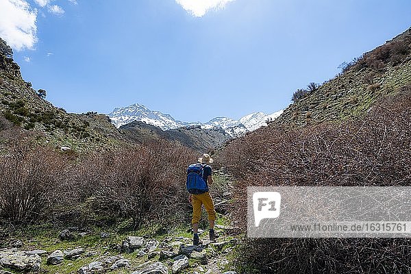 Wanderer auf einem Wanderweg  Wanderweg Vereda de la Estrella bei Junta de los Rios  hinten Sierra Nevada mit Gipfel Mulhacén und Pico Alcazaba  schneebedeckte Berge bei Granada  Andalusien  Spanien  Europa