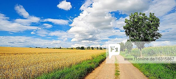Panorama  Feldweg durch Kulturlandschaft im Sommer  Felder mit Weizen und Mais  blauer Himmel mit Cumuluswolken  Saalekreis  Sachsen-Anhalt  Deutschland  Europa