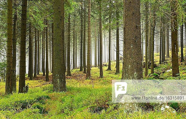 Wildnis im Nationalpark Harz  Fichtenwald mit Nebel  Felsblöcke mit Moos bedeckt  bei Schierke  Deutschland (Sachsen-Anhalt)