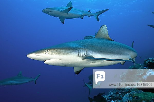 Grey reef shark ( Carcharhinus amblyrhynchos) Pacific Ocean