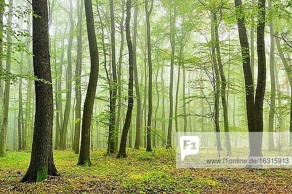 Naturnaher Laubmischwald aus Eichen und Buchen im Nebel  bei Naumburg  Burgenlandkreis  Deutschland (Sachsen-Anhalt)