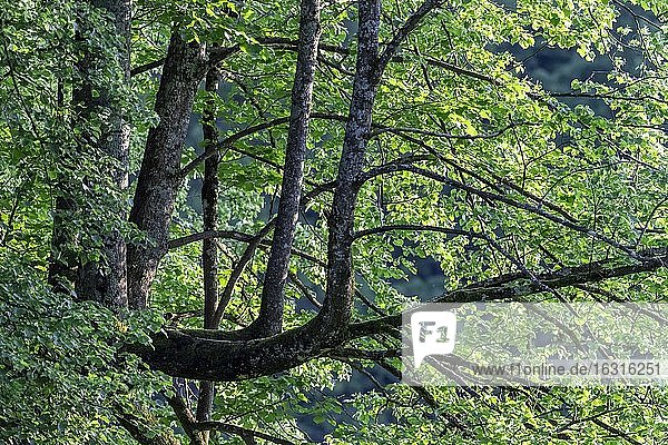 Baum mit seitlichen Ästen  grüne Blätter  Perlacher Forst  München  Oberbayern  Bayern  Deutschland  Europa