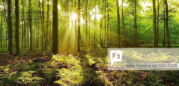 Panorama  light-flooded beech forest  sun shines through fog  fern covers the forest floor  near Naumburg  Burgenlandkreis  Saxony-Anhalt  Germany  Europe
