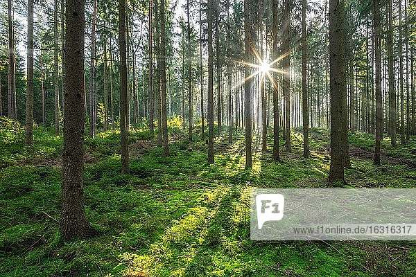 Fichtenwald am Morgen  Sonne strahlt durch Dunst  Naturpark Thüringer Schiefergebirge  bei Ziegenrück  Thüringen  Deutschland  Europa