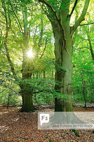 Lichtdurchfluteter unberührter Buchenwald am frühen Morgen  riesige alte Buchen mit Moos bedeckt  Sonne strahlt durchs Laub  Reinhardswald  Hessen  Deutschland  Europa
