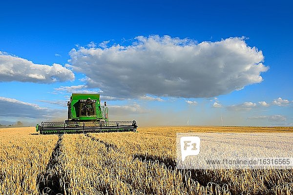 Combine harvester in a cornfield harvesting barley  field under blue sky with cumulus clouds  Saalekreis  Saxony-Anhalt  Germany  Europe