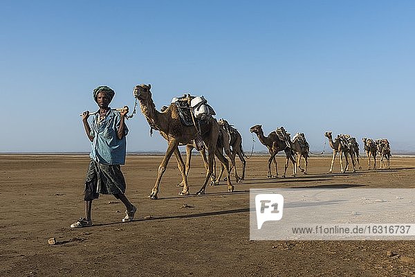Kamelkarawane in der Wüste  Danakil-Depression  Äthiopien  Afrika