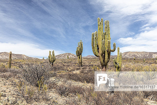 Fotograf mit dem argentinischen Saguaro-Kaktus (Echinopsis terscheckii)  Nationalpark Los Cardones  Provinz Salta  Argentinien  Südamerika