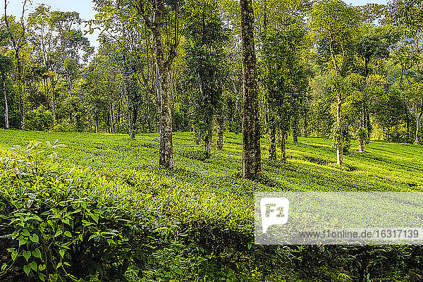 Tee- und Pfefferkornpflanzen auf dem 15 Morgen grossen Familienbesitz  wo weisser Tee  Kaffee  Pfeffer  Kardamom  Anachal  Munnar  Kerala  Indien und Asien angebaut werden