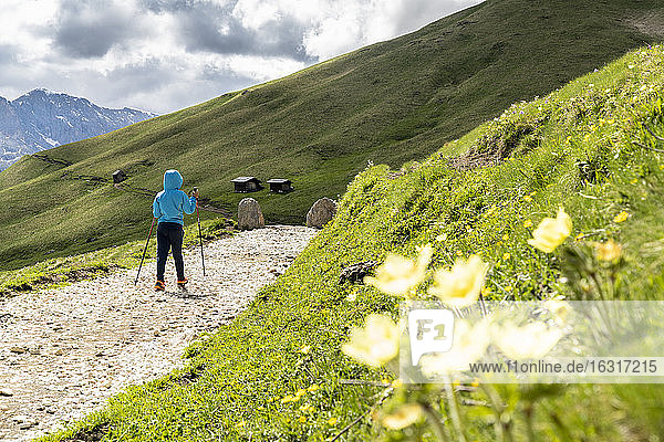 Cute male child with hiking poles walking on trail around the Sassolungo group  Dolomites  Trentino-Alto Adige  Italy  Europe