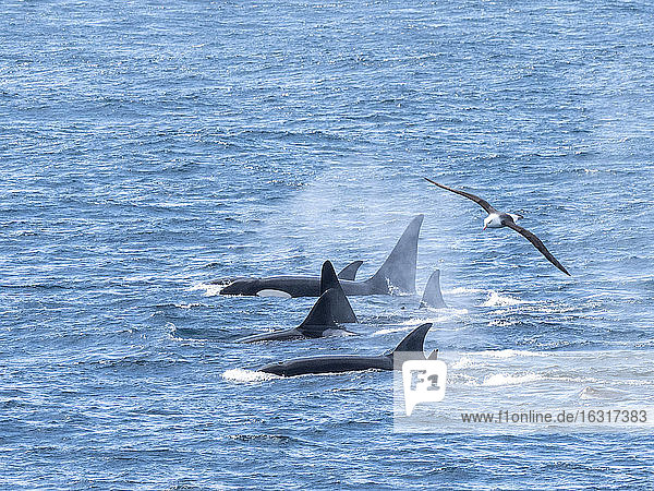 A pod of Type A killer whales (Orcinus orca)  surfacing off the northwest coast of South Georgia  Polar Regions