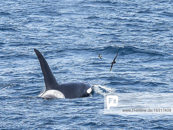 Eine Schote von Schwertwalen des Typs A (Orcinus orca)  die vor der Nordwestküste Südgeorgiens auftaucht  Polarregionen
