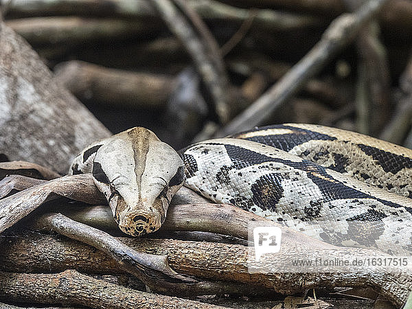 Erwachsene Boa constrictor (Boa constrictor) in Gefangenschaft  Parque das Aves  Foz do Iguacu  Bundesstaat Parana  Brasilien  Südamerika