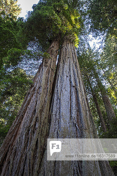 Riesenmammutbäume auf dem Lady Bird Johnson Trail im Redwood National Park  UNESCO-Weltkulturerbegebiet  Kalifornien  Vereinigte Staaten von Amerika  Nordamerika