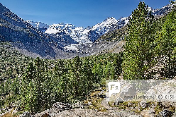 Hiking trail in the Morteratsch Valley with Bellavista  Piz Bernina and Morteratsch Glacier  Pontresina  Bernina Alps  Upper Engadine  Engadine  Grisons  Switzerland  Europe