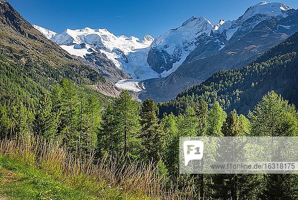 Morteratschtal mit Bellavista  Piz Bernina und Morteratschgletscher  Pontresina  Berninaalpen  Oberengadin  Engadin  Graubünden  Schweiz  Europa