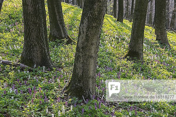 Hohler Lerchensporn (Corydalis cava)  Teutoburger Wald  Bad Iburg  Niedersachsen  Germany
