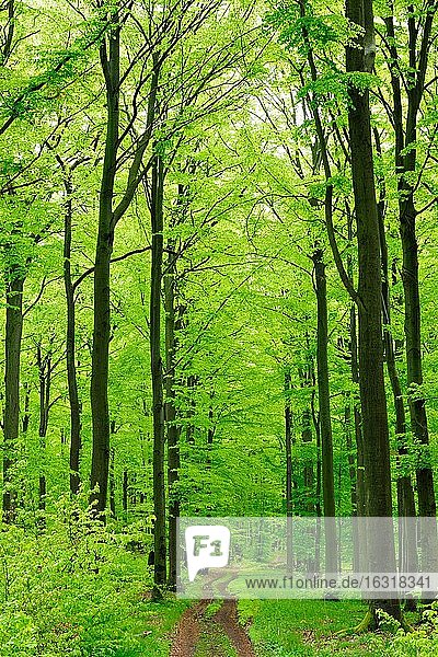 Wanderweg durch naturnahen Buchenwald im Frühling  frisches Grün  große alte Buchen  Steigerwald  Bayern  Deutschland  Europa