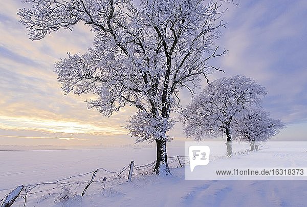 Oak ( Quercus) in hoarfrost at the edge of the field in winter  tree  Vechta  Lower Saxony  Germany  Europe