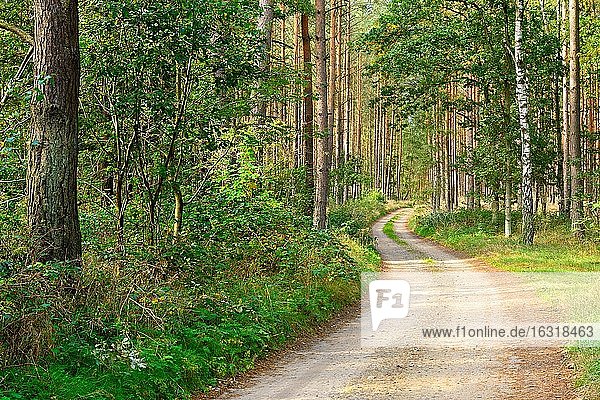 Sandiger Waldweg schlängelt sich durch typischen norddeutschen Kiefernwald  Mecklenburg-Vorpommern  Deutschland  Europa