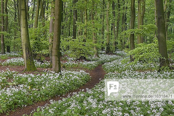 Blühender Bärlauch (Allium ursinum) im Buchenwald  Weg  Teutoburger Wald  Hilter  Nordrhein-Westfalen  Deutschland  Europa