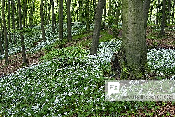 Blühender Bärlauch (Allium ursinum) im Buchenwald,  Teutoburger Wald,  Hilter,  Nordrhein-Westfalen,  Deutschland,  Europa