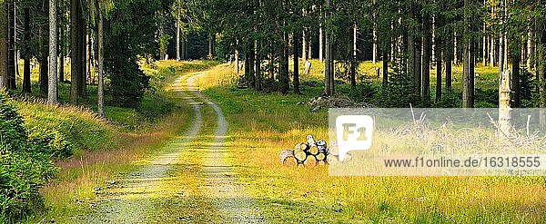 Wanderweg windet sich durch offenen Fichtenwald im Licht der Abendsonne  kleine Lichtungen und Kahlschläge  Nationalpark Harz  bei Braunlage  Niedersachsen  Deutschland  Europa