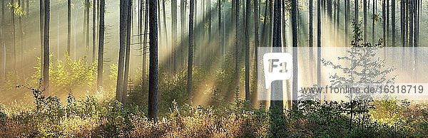 Panorama  Kiefernwald im Licht der Morgensonnen  Sonnenstrahlen brechen durch Nebel  Höhenzug Finne  Burgenlandkreis  Sachsen-Anhalt  Deutschland  Europa