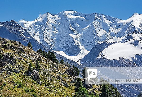 Piz Palü über dem Berninatal  Pontresina  Berninaalpen  Oberengadin  Engadin  Graubünden  Schweiz  Europa