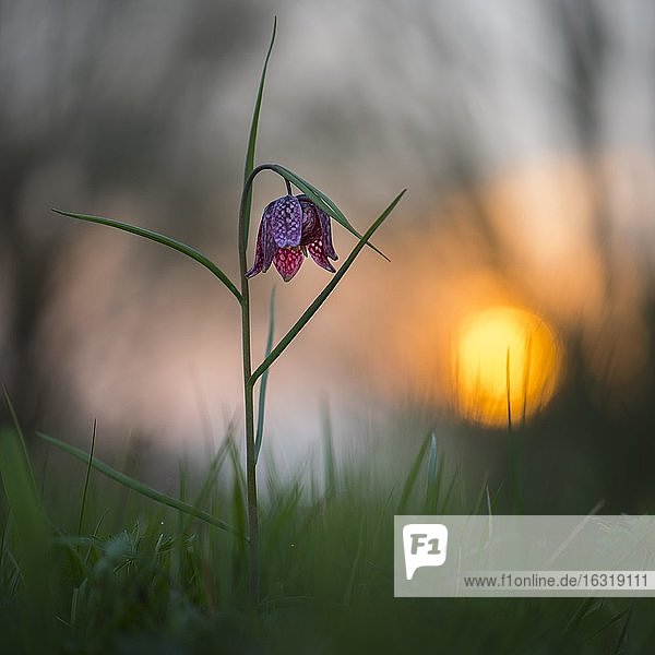 Schachbrettblume (Fritillaria meleagris) in einer Feuchtwiese bei Sonnenuntergang, Berne, Niedersachsen, Deutschland, Europa