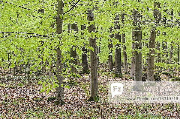 Buchenwald (Fagus sylvatica) mit frischen Blättern  Herrenholz  Lutten  Niedersachsen  Deutschland  Europa