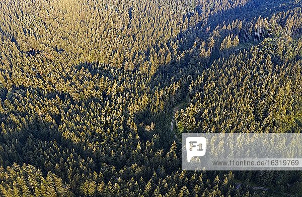 Straße durch Fichtenwald von oben  Drohnenaufnahme  Mondseeland  Salzkammergut  Oberösterreich  Österreich  Europa