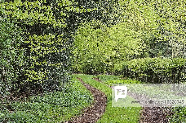 Weg im Herrenholz  Buchenwald (Fagus sylvatica) mit frischen Blättern  Herrenholz  Lutten  Niedersachsen  Deutschland  Europa