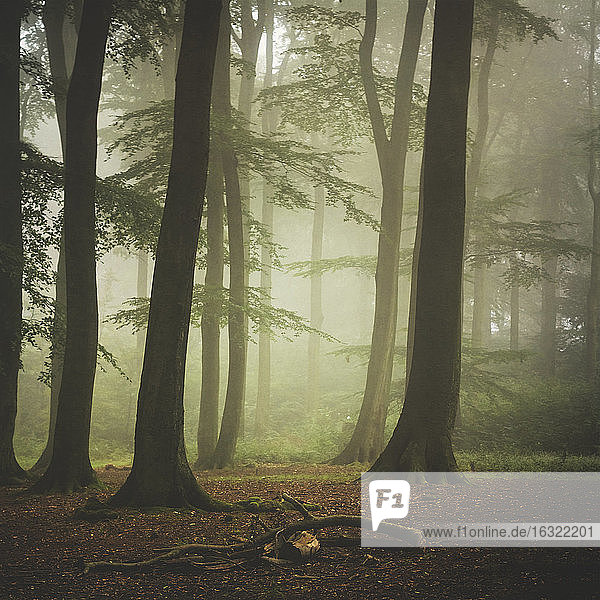 Buchenwald am nebligen Sommermorgen