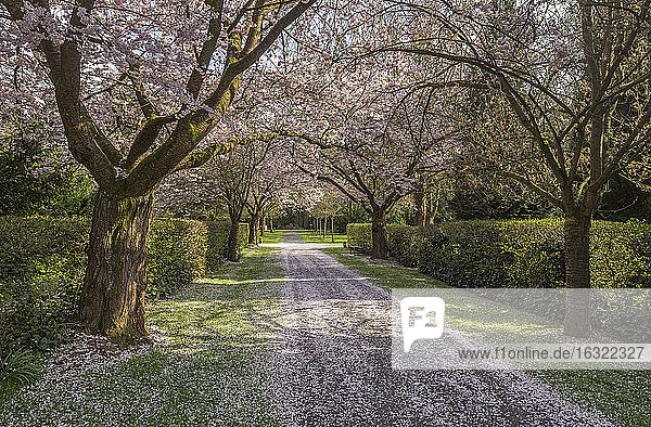 Blühende Kirschbaum-Allee auf einem Grabfeld