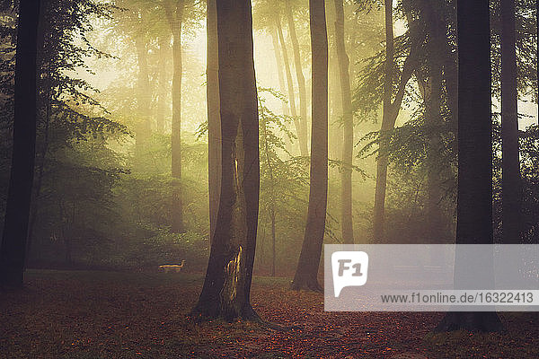 Buchenwald und Nebel  digital manipuliert