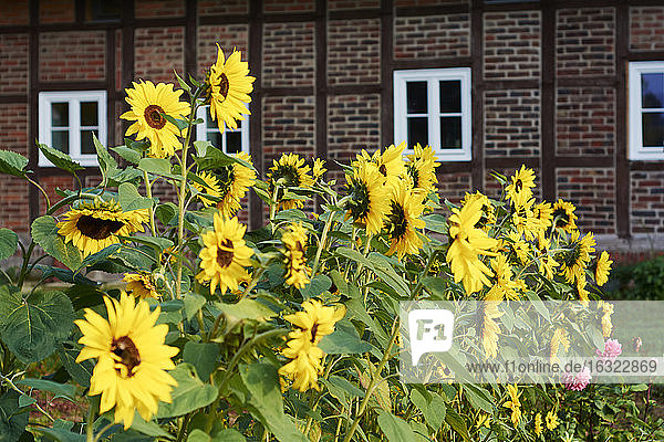 Sonnenblumen  Helianthus Annuus  vor einem traditionellen westfälischen Bauernhaus