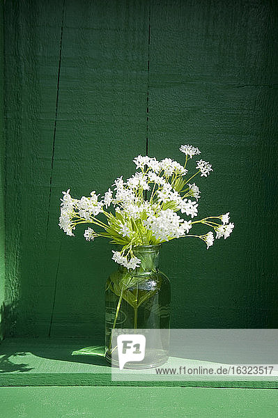 Alte Glasflasche mit blühendem Waldmeister
