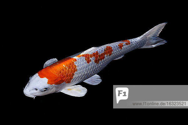 Koi in a pond
