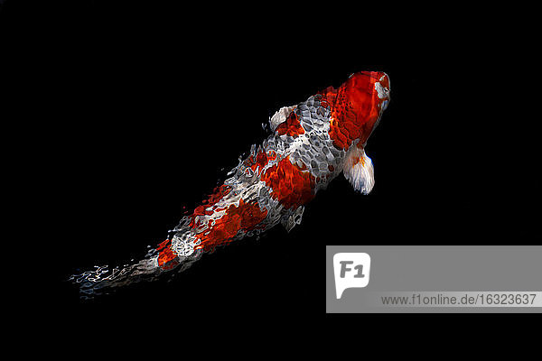 Koi in einem Teich