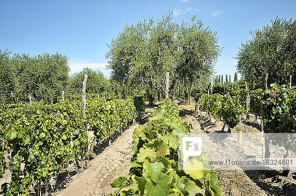 Argentinien  Provinz Mendoza  Maipu  Rebsorte Malbec  Weinstock und Olivenbäume