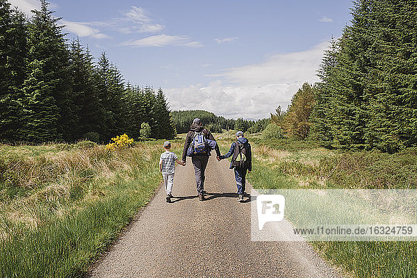 Back view of father walking hand in hand with his sons on country road  Cairngorms  Scotland  UK