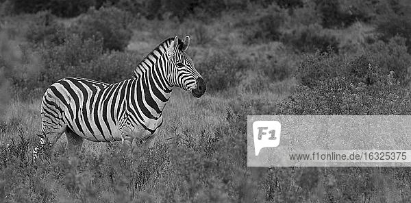 Südafrika  Addo-Elefanten-Nationalpark  Zebra