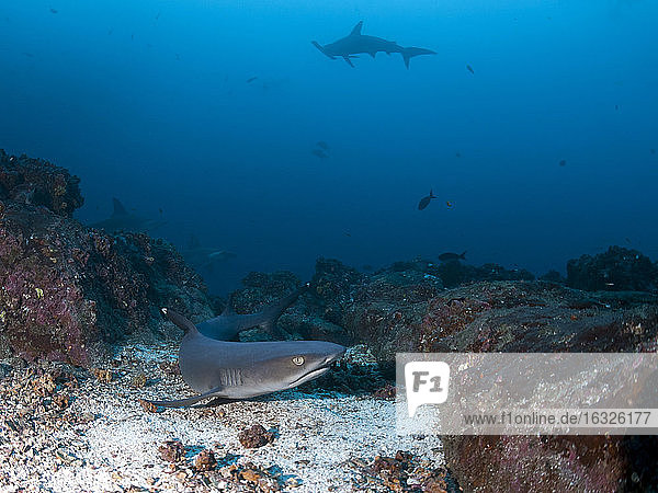 Costa Rica  White tip reef shark  Triaenodon obesus