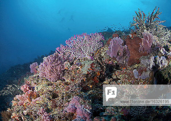 Indonesien  Bali  Nusa Lembongan  Riff mit rosa Fächern