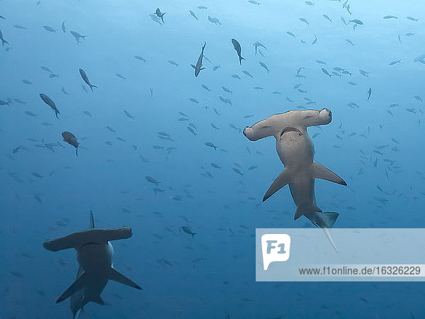 Costa Rica  Cocos-Insel  zwei Kammgarn-Hammerhaie